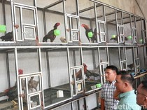 Polisi Gagalkan Penyelundupan 51 Ayam dari Malaysia di Batam