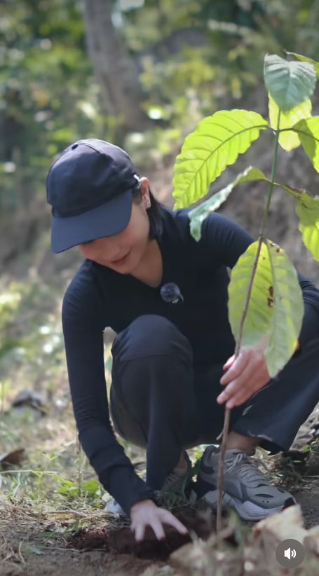 Prilly Latuconsina Kasih Omara Kado Ultah 270 Pohon Kopi Prilly Latuconsina Kasih Omara Kado Ultah 270 Pohon Kopi