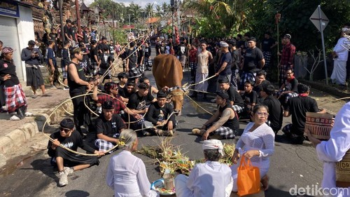 Prosesi Mecaru Mejaga-jaga warga Desa Adat Besang Kawan Tohjiwa, Kelurahan Semarapura Kaja, Klungkung, Bali, Selasa (11/8/2026). (Fatih Kudus Jaelani/detikBali).
