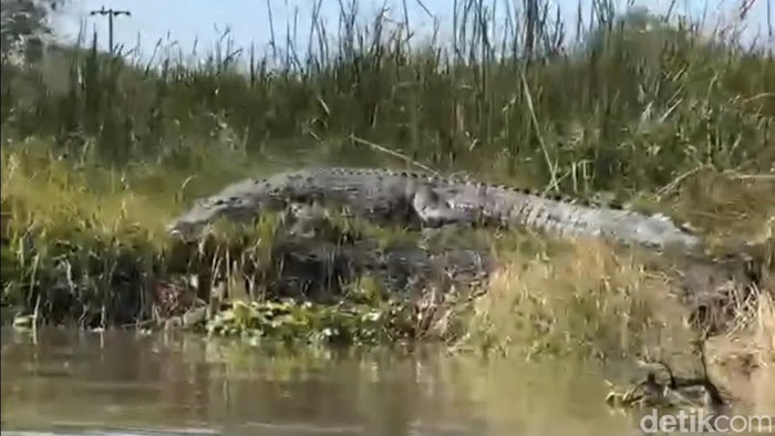 Buaya raksasa muncul di Sungai Monodon Sidoarjo viral di media sosial.