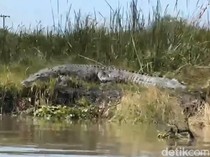 Buaya Besar Kembali Muncul di Sidoarjo