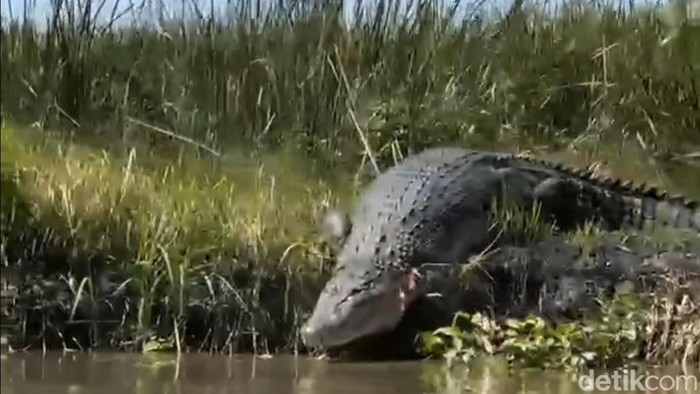 Buaya raksasa muncul di Sungai Monodon Sidoarjo viral di media sosial.