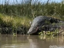 Buaya Kerap Muncul di Sidoarjo Diduga gegara Musim Kawin