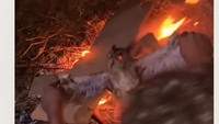 Viral 3 Pria NTT Siksa dan Bakar Burung Hantu Hidup-hidup, Ini Kronologinya