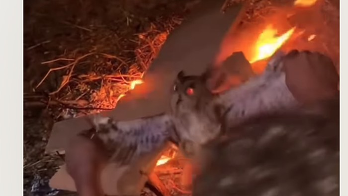 Aksi biadab burung hantu disiksa di Manggarai Barat.