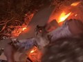 Kok Tega Sih Bakar Burung Hantu? Hewan Ini Berjasa Besar untuk Lingkungan