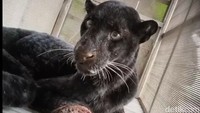 Kisah Pemberani Mbah Sugini Usir Macan Kumbang Pakai Sandal