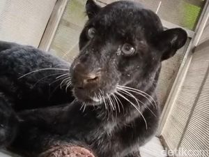 Kisah Pemberani Mbah Sugini Usir Macan Kumbang Pakai Sandal