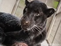 Video: Ngeri! Detik-detik Macan Kumbang Satroni Permukiman Warga di Batang