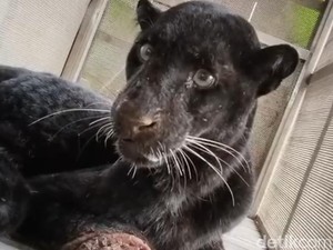 Kisah Pemberani Mbah Sugini Usir Macan Kumbang Pakai Sandal