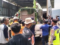 Momen Menegangkan Evakuasi Macan Kumbang di Batang
