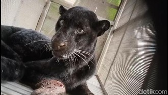 Macan Kumbang Masuk Kampung Warga di Batang, Diduga dari Hutan Gunung Prau