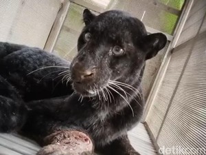 Detik-detik Macan Kumbang Kelaparan Teror Kampung di Batang