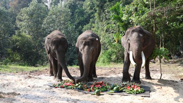 Kapolda Riau Irjen Pol Herry Heryawan meresmikan Breeding Area di PLG Minas menyambut Hari Gajah Sedunia Kapolda Riau Irjen Pol Herry Heryawan meresmikan Breeding Area di PLG Minas menyambut Hari Gajah Sedunia, Rabu (12/8/2026).