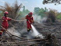 Karhutla Puluhan Hektare di Lahan Gambut Jambi Dilakukan Pendinginan