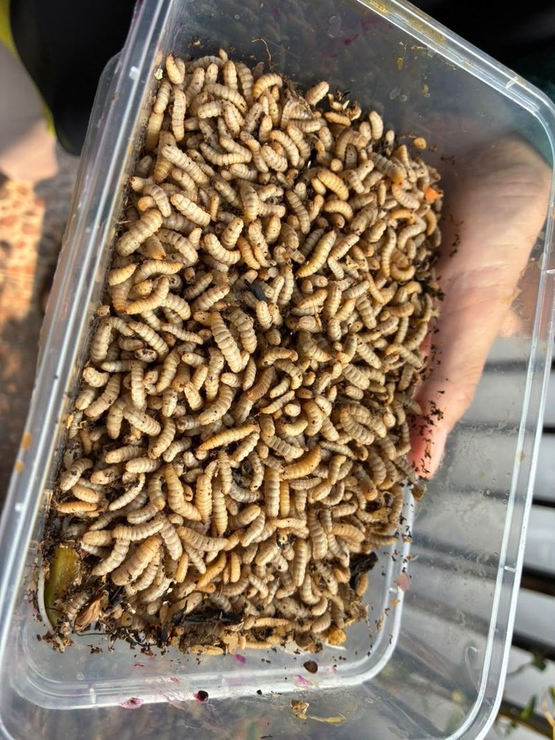 Maggot Maggot dari sampah organik RT 08 Malaka Jaya.