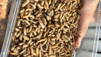 Di sini nol sampah organik. Sampah organik diolah menjadi maggot, kemudian maggot diberikan sebagai pakan ternak. Foto: Aisyah Kamaliah/detikINET