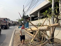 Jelang HUT RI, Pedagang Pohon Pinang Mulai Bermunculan di Manggarai Jaksel