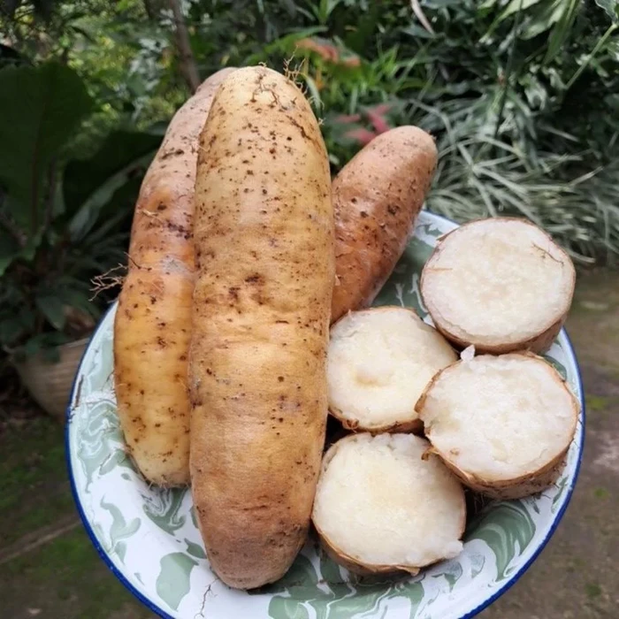 Lagi Viral! Ini Bedanya Kimpul dan Umbi-umbian Lainnya
