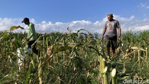 Petani jagung tengah panen di ladang mereka, Desa Kusamba, Klungkung, Bali, Rabu (12/8/2026).