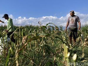 Hasil Panen Melimpah, Petani Jagung Klungkung Berharap Diserap SPPG