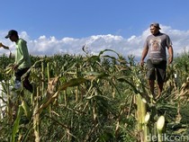 Hasil Panen Melimpah, Petani Jagung Klungkung Berharap Diserap SPPG
