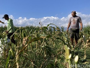 Hasil Panen Melimpah, Petani Jagung Klungkung Berharap Diserap SPPG
