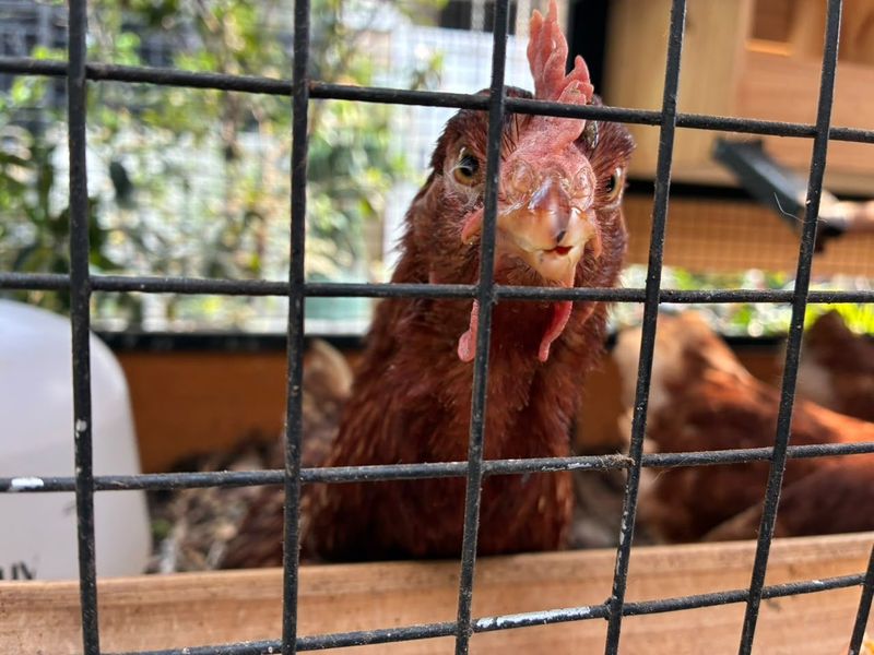 rt 08 Selain ikan, para kelompok prioritas di RT 08 mampu mendapatkan telur ayam gratis. Ayam yang ada di kandang adalah ayam petelur jenis Lohmann Brown.