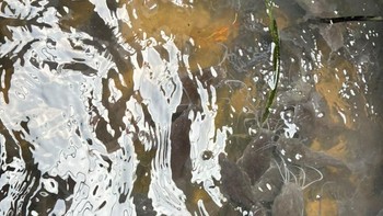 Salah satu cara adalah membudidayakan lele di selokan. Jangan salah, nutrisinya setara dengan ikan salmon. Untuk membangun lele yang ada di selokan sepanjang 42 meter ini, Taufiq perlu melakukan negosiasi dengan warga. Foto: Aisyah Kamaliah/detikINET