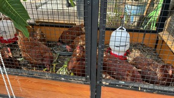 Di sini juga ada perternakan ayam dengan kandang antibau. Kuncinya dari alas kandang yang menggunakan sampah organik dan daun yang dicacah dengan mesin. Foto: Aisyah Kamaliah/detikINET