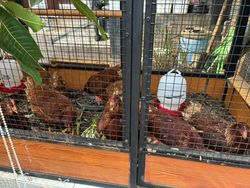 RT di Duren Sawit yang Go International: Lele di Selokan-Kandang Ayam Antibau