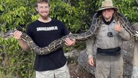 Sosok Kakek Usia 69 Tahun yang Juara Berburu Ular Piton