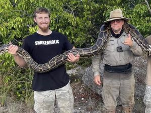 Kisah Pria 69 Tahun yang Sukses Taklukkan 96 Ular Piton