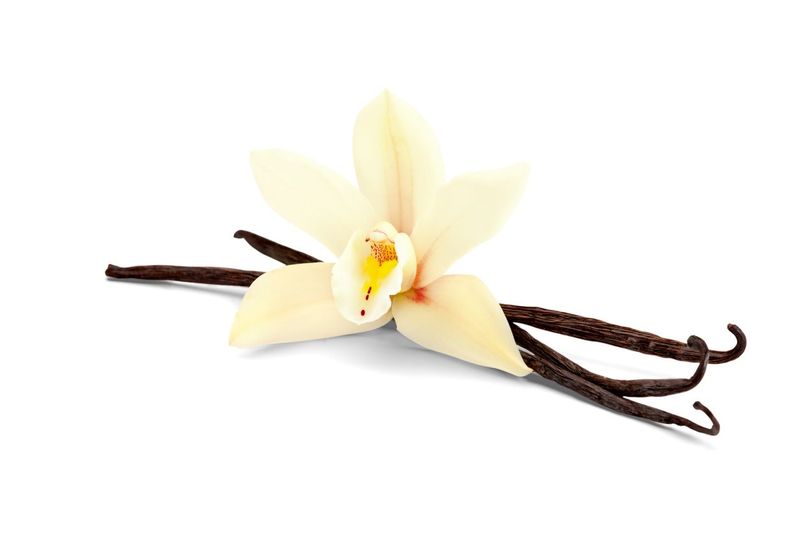 Vanilla Vanilla beans with flower isolated on white background.
