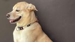 Foto John Wick Anjing Labrador Mati Diracun di Bantul