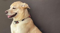 Anjing Labrador Diracun Pemotor Misterius di Bantul, 2 Menit Langsung Mati