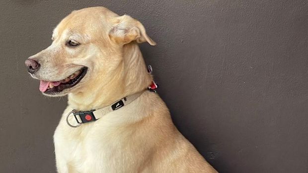 Anjing John Wick di Bantul yang mati diracun, bekas ayam goreng, dan terduga pelaku. Diunggah Kamis (13/8/2026). Anjing John Wick di Bantul yang mati diracun, bekas ayam goreng, dan terduga pelaku. Diunggah Kamis (13/8/2026).