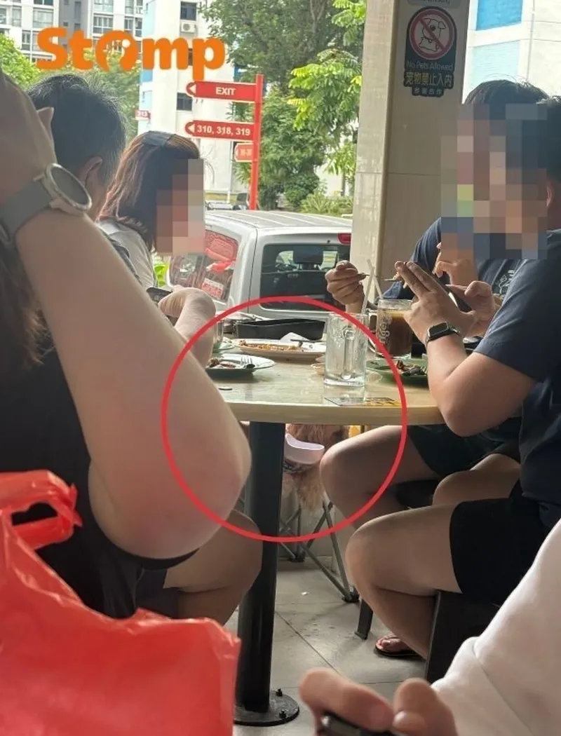 Viral! Anjing Dibawa ke Kafe, Duduk di Bawah Tanda 'Dilarang Bawa Hewan'
