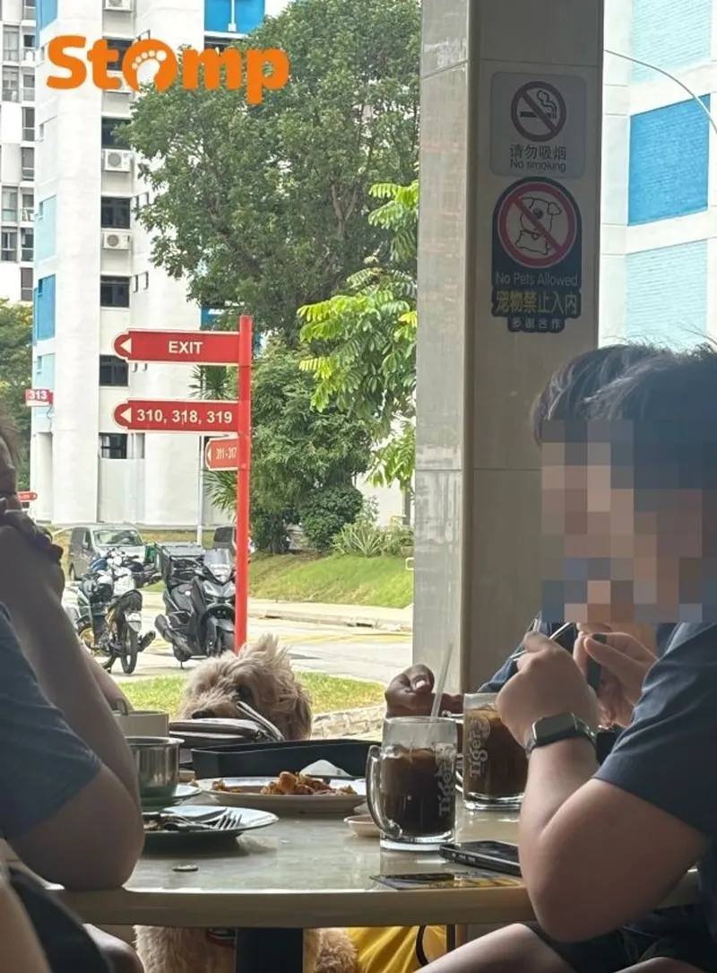 Viral! Anjing Dibawa ke Kafe, Duduk di Bawah Tanda 'Dilarang Bawa Hewan'