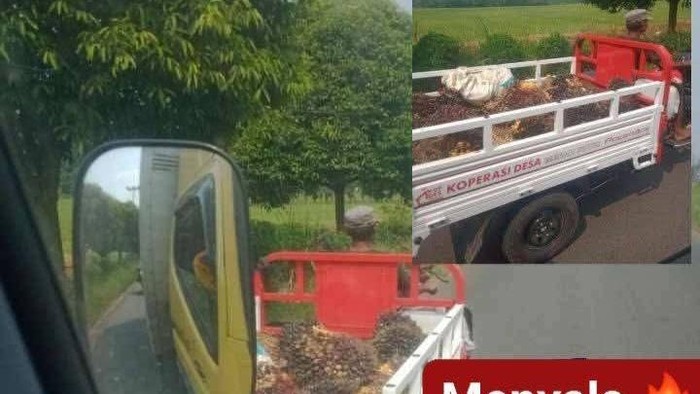 Foto viral kendaraan KDMP digunakan untuk angkut sawit