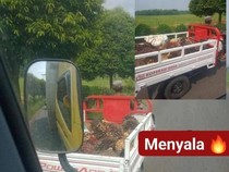 Motor Kopdes Merah Putih di Musi Rawas Angkut Sawit, Ini Alasan Warga