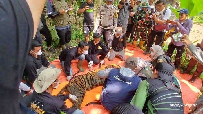 Harimau Sumatera Diamankan di Agam