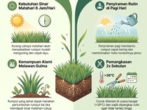 Biar Nggak Mudah Layu, Ini 6 Fakta soal Rumput Jepang yang Wajib Diketahui