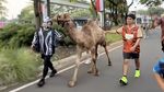 Irfan Hakim Ikut Lari Bareng Hewan Peliharaan, Ada Insiden Ditendang Unta