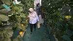 Kebun Melon Hidroponik Rutan Boyolali Jadi Destinasi Wisata Petik Buah