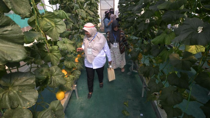 Pengunjung memetik buah melon hidroponik hasil pertanian warga binaan pemasyarakatan di Rumah Tahanan Negara (Rutan) Kelas IIB Boyolali, Jawa Tengah, Rabu (12/8/2026). Rutan Boyolali membuka wisata petik buah melon hidroponik untuk umum yang dijual dengan harga Rp30 ribu per kilogram sehingga hasil pertanian tersebut dapat dirasakan dan bermanfaat bagi masyarakat luas serta menambah bekal ilmu bagi warga binaan pemasyarakatan setelah selesai masa hukuman. ANTARA FOTO/Aloysius Jarot Nugroho/hma