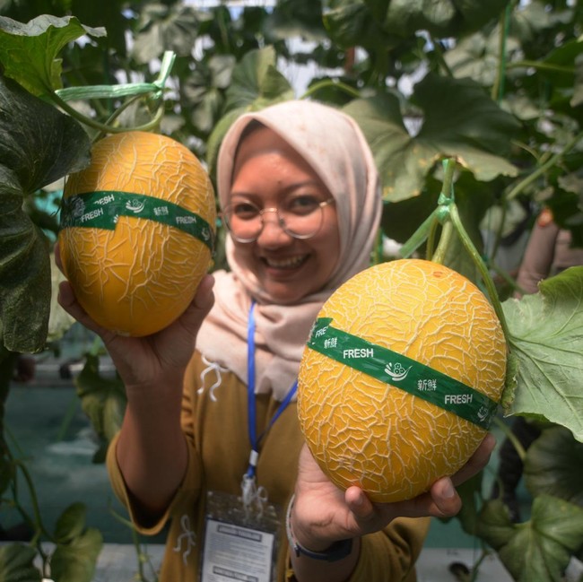 Kebun Melon Hidroponik Rutan Boyolali Jadi Destinasi Wisata Petik Buah
