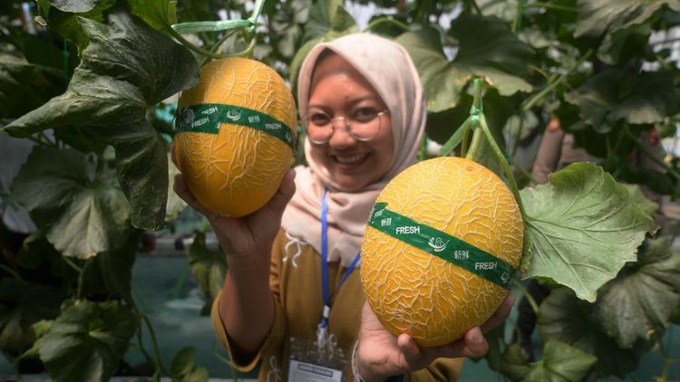 Kebun Melon Hidroponik Rutan Boyolali Jadi Destinasi Wisata Petik Buah