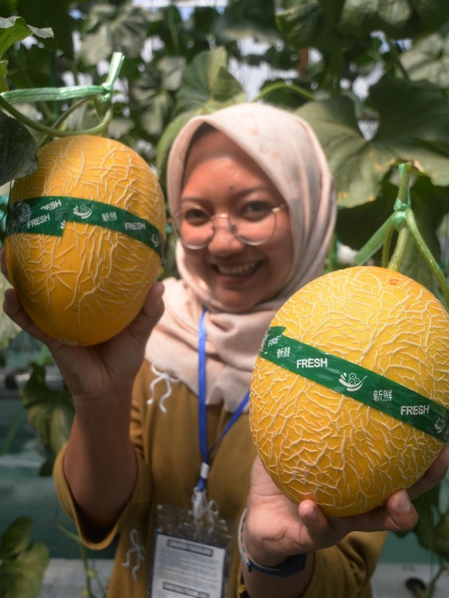 Kebun Melon Hidroponik Rutan Boyolali Jadi Destinasi Wisata Petik Buah