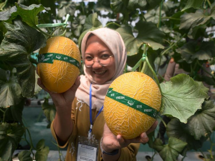 Kebun Melon Hidroponik Rutan Boyolali Jadi Destinasi Wisata Petik Buah